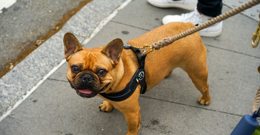 Charming French Bulldog on a leash walking outdoors, captured on a sunny day.